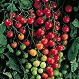 Wildtomate rot - krankheitsresistent - auch für den Kübel oder Hängeampel - 30 Samen