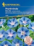 Winden: Prunkwinde 'Blue Star', Ipomoea purpurea - 1 Portion