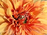 Winteraster 'Mandarine' - Chrysanthemum 'Mandarine' - Staude