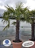 winterharte Chinesische Hanfpalme (Trachycarpus fortunei)