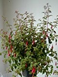 winterharte Fuchsie Fuchsia magellanica gracilis 30 - 40 cm hoch im 3 Liter Pflanzcontainer