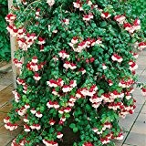 Winterharte Fuchsie Snowcab, pinkweiss, 4 Pflanzen