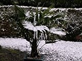 Winterharte Hanfpalme (Trachycarpus fortunei) 1000 Samen ***Bis -20 Crad Frosthart***