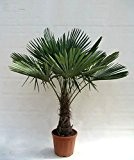 Winterharte Hanfpalme - Trachycarpus fortunei - 150-180cm Stamm 40-50cm im 20Ltr. Topf