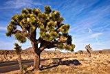 Winterharte Josua-Palmlilie - Yucca brevifolia - 70-90cm Topf 20 Ltr.