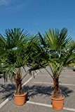 Winterharte Palme 180cm - XXL Hanfpalme -18°C Trachycarpus Fortunei Palmen.