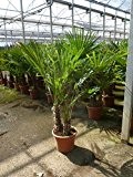 Winterharte Palme -Trachycarpus fortunei- 170 cm - Multistamm / Gruppe - / Chinesische Hanfpalme