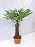 - Winterharte Palme - Trachycarpus fortunei 180 cm - Stamm 60 cm "Chinesische Hanfpalme" -17°C