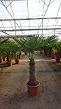 - Winterharte Palme - Trachycarpus fortunei 190/230 cm - Stamm 60 - 70 cm "Chinesische Hanfpalme" -17°C