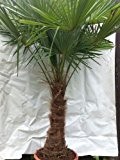 - Winterharte Palme - Trachycarpus fortunei "Chinesische Hanfpalme" 200 cm, Stamm 50 cm
