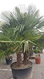 Winterharte Palme Trachycarpus Fortunei frostharte Hanfpalme bis - 17 C° mit 3 Stämmen Höhe 2,70-3,30 Meter