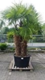 Winterharte Palme Trachycarpus Fortunei frostharte Hanfpalme bis - 17 C° mit 4 Stämmen Höhe 2,70-3,30 Meter