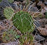 Winterharter Kaktus - Opuntia phaeacantha