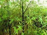 Winterharter Pech-Schwarzer Bambus 100 Samen