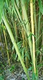 Winterharter Riesen Bambus 30 Samen (Bis zu 35 Meter Hoch)