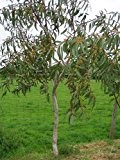 Winterharter-Schnee-Eucalyptus 30 Samen (Eucalyptus pauciflora ssp. debeuzevillei) Frosthart bis -20 Crad
