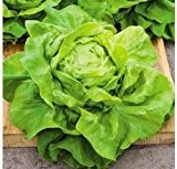 Wintersalat - Salat Buttercrunch Butterhead - Salate - 500 Samen