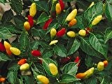 Wohl eine der weltweit bekanntesten Chili-Sorten - Chili Tabasco - 20 Samen