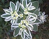 Wolfsmilch, Bergschnee,Schnee-auf-dem-Berg, (Euphorbia marginata) "Summer Icicle"20 Samen