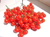 Wunder-Tomate -Riesentraube- 10 Samen