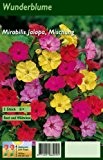 Wunderblume Mirabilis Jalapa Mischung 5 Stück