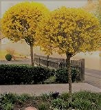 Wunderschöne Frostharte Frühlings Forsythie Intermedia Hochstamm Zimmerpflanzen Gelb