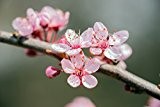 Wunderschöner Frühlingsblüher - rosa Blüten - Mandelbaum - Prunus dulcis - 100-110cm im 2,5Ltr. Topf