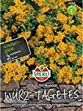 Würz- Tagetes SPERLING´s Hot Mexican