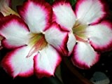 Wüstenrose (Adenium obesum) 5 Samen Love Valentine