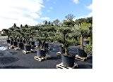 XL Pon Pon Olivenbaum, 180 - 220 cm, Olive winterhart, Formschnitt Formgehölz
