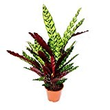 XXL-Schattenpflanze mit ausgefallenem Blattmuster - Calathea lancifolia - 19cm Topf - ca. 70-90cm hoch