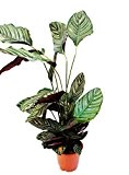 XXL-Schattenpflanze mit ausgefallenem Blattmuster - Calathea ornata - 19cm Topf - ca. 70-90cm hoch