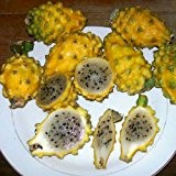 Yellow Pitahaya Seeds