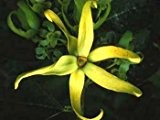 Ylang-Ylang Parfümbaum (Cananga odorata) 5 Samen