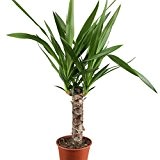 Yucca, 11cm Topf, 30 - 50 cm