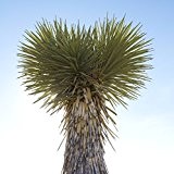 Yucca elata - Stammbildende Yucca - Samen