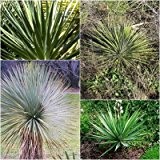 Yucca Mix - 40 Samen - 4 Arten - extremst frosthart !