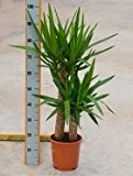 Yucca-Palme, Yucca elephantipes, ca. 95 cm, pflegeleichte Zimmerpflanze, 21 cm Topf
