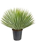 Yucca-Palme, Yucca rostrata, ca. 70 cm, bliebte Zimmerpflanze, 26 cm Topf