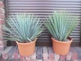 Yucca Rostrata 50-55cm
