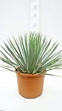 Yucca rostrata - Blaublättrige Yucca - verschiedene Größen (50-60cm - Topf Ø 27cm)