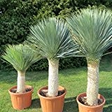Yucca rostrata ca.40 cm. Gesamthöhe Frosthart bis -20 Grad Palmähnliche Stammbildung