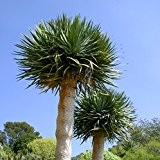 Yucca rostrata - Stammbildende Yucca - Samen