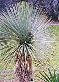 Yucca thompsoniana (Thompson's Yucca) - 10 Samen - extrem frosthart