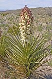 Yucca torreyi - blühfähige Palmlilie (30-40cm - 2 Ltr.)
