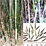 Yunnan Bambus 'Fargesia yunnanensis' -15 Samen- (Bis -19 Crad/Ohne Sperre)
