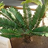 Zamia furfuracea (Palm) - 5 samen