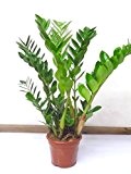 Zamioculcas zamiifolia. 65cm+/-..Glücksfeder...Blumenversand...Zimmerpflanze