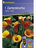Zantedeschia Calla Flame orangerot