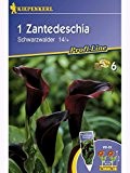 Zantedeschia Calla Schwarzwalder purpur-schwarz
